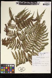 Cyathea ruiziana image