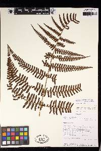 Dennstaedtia obtusifolia image