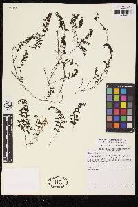 Hymenophyllum platylobum image