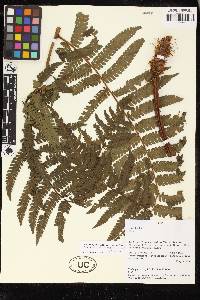 Cyathea pilosissima image