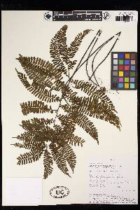 Adiantum terminatum image