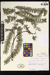 Adiantum capillatum image