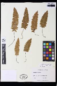 Trichomanes robustum image