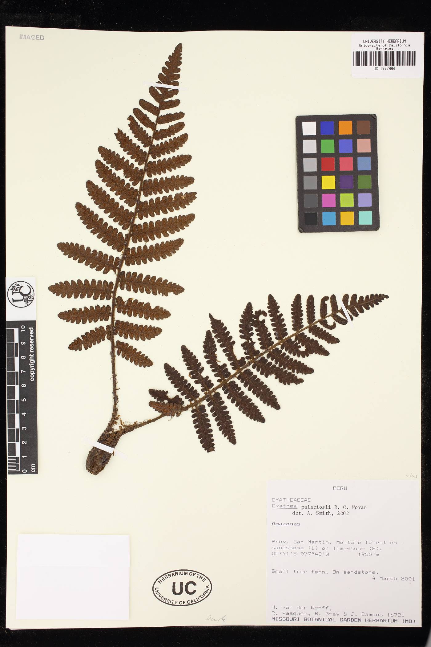 Cyathea palaciosii image