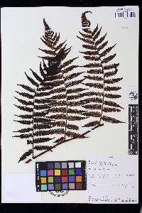 Cyathea lechleri image