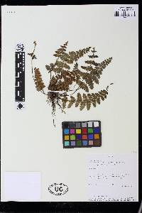 Jamesonia rufescens image