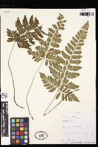 Saccoloma membranaceum image