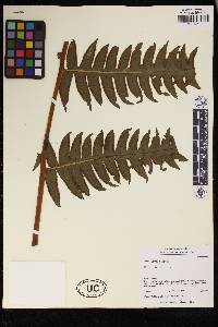 Pteris livida image