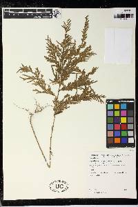 Selaginella anceps image