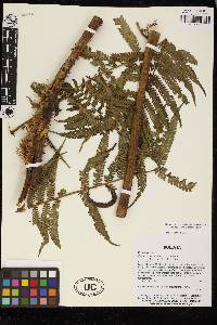 Cyathea leucolepismata image