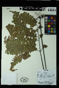 Adiantum macrocladum image