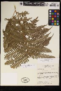 Pteris tripartita image