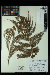 Pteris muricata image