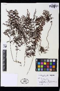 Hymenophyllum lindenii image