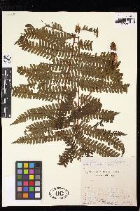 Cyathea bipinnatifida image