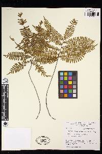 Adiantum terminatum image