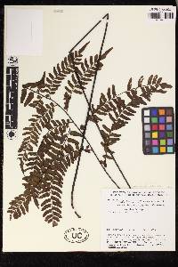 Adiantum venustum image