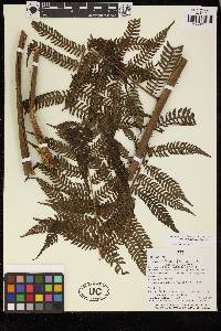 Cyathea leucolepismata image