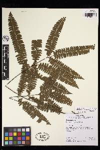 Lindsaea digitata image