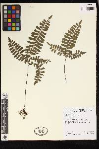 Adiantum humile image