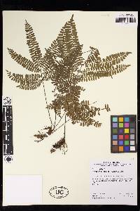 Adiantum terminatum image