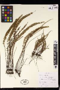 Cheilanthes mathewsii image