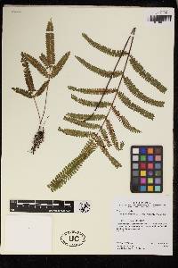 Lindsaea javitensis image