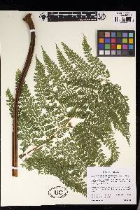 Dennstaedtia bipinnata image