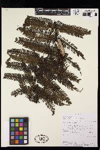 Cyathea paucifolia image