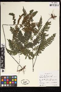 Adiantum diogoanum image