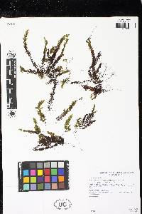 Hymenophyllum fendlerianum image