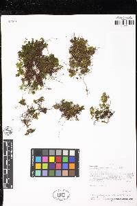 Hymenophyllum apiculatum image