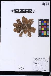 Trachypteris pinnata image