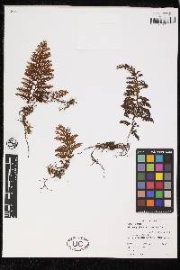 Hymenophyllum fucoïdes image