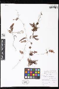 Hymenophyllum jamesonii image