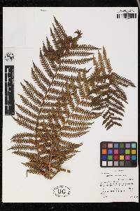 Dicksonia karsteniana image