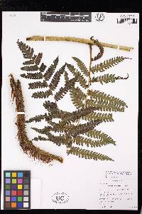 Cyathea cystolepis image