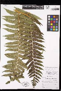 Cyathea cystolepis var. boreopallescens image