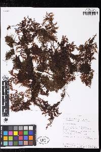 Hymenophyllum trichomanoides image