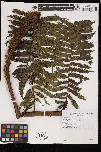 Cyathea lindigii image