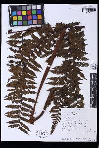 Cyathea lechleri image