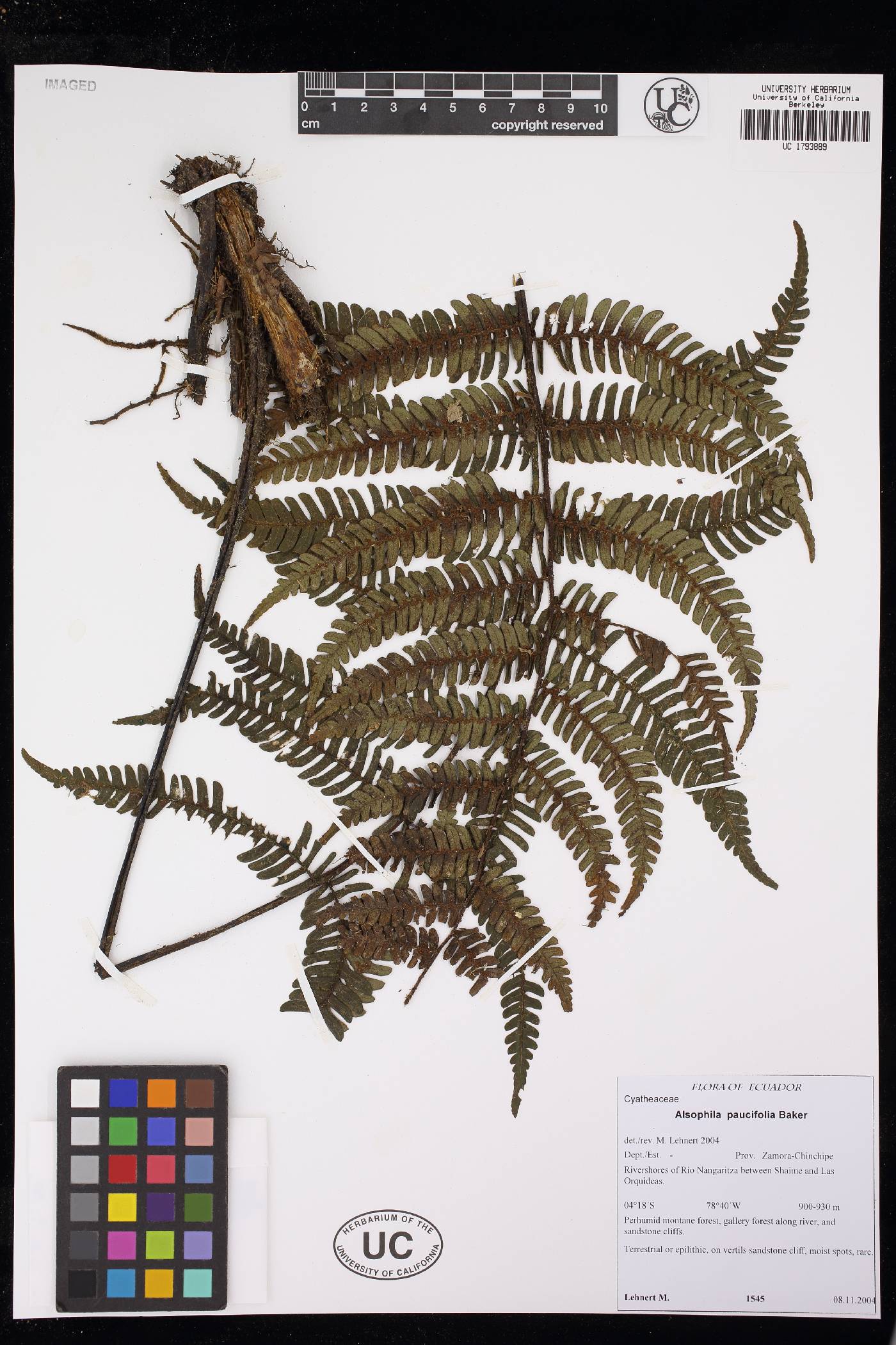 Cyathea paucifolia image