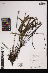 Lindsaea pratensis image
