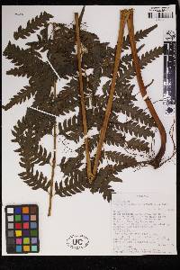 Pteris orizabae image