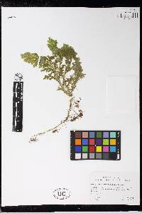 Selaginella substipitata image