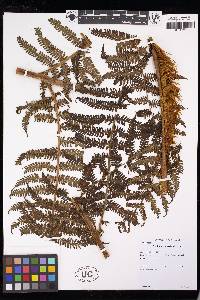 Cyathea obnoxia image