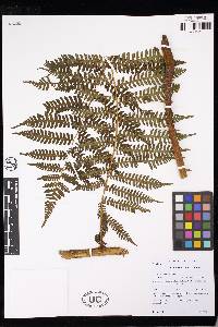 Cyathea planadae image