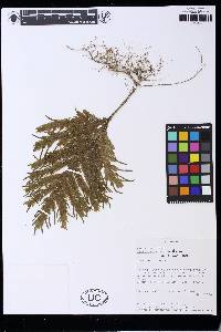 Selaginella lechleri image