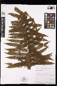 Cyathea bipinnatifida image