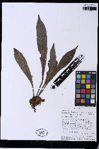 Polytaenium cajenense image